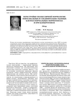 Работа соединительно-тканных структур