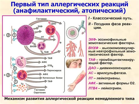 Развитие аллергической реакции