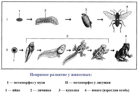 Развитие метаморфозами