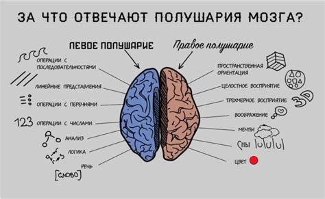 Развитие мозга и сон