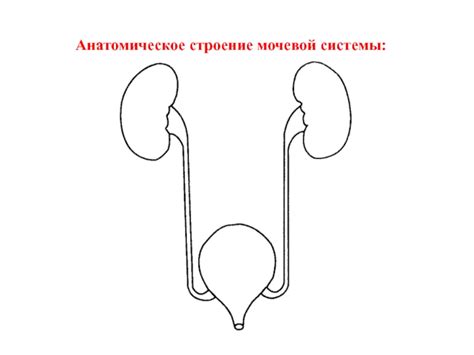 Развитие мочевой системы