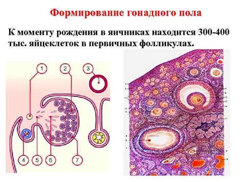 Развитие яйцеклеток в яичниках