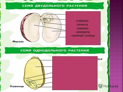 Разделение на две семядоли