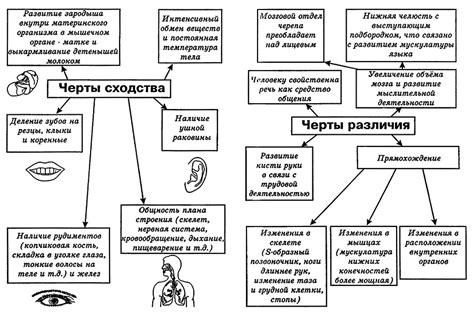 Различие между правами человека и животного