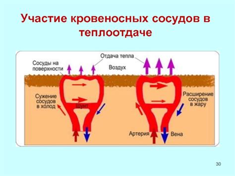 Различия в теплоотдаче