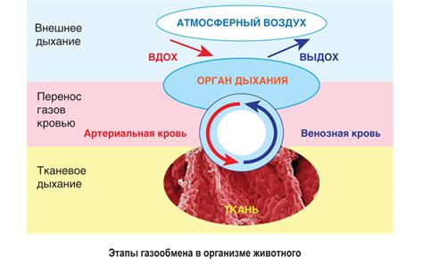 Различия органов дыхания у разных видов