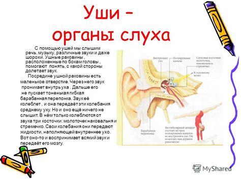 Различные звуки и шорохи