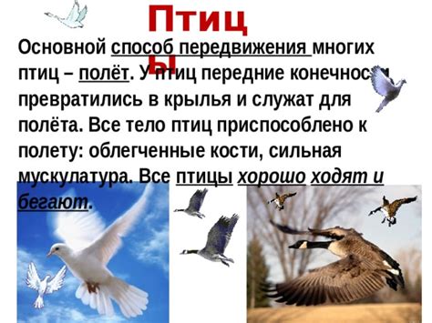 Различные методы полёта у птиц и их адаптации