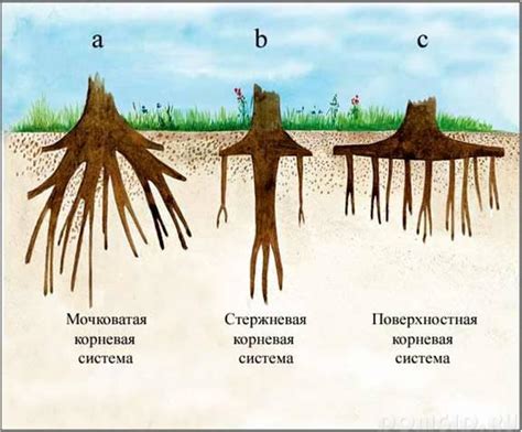 Различные размеры корневой системы