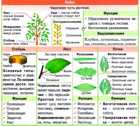 Различные типы органов воздушного растения