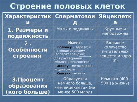 Размеры и количество половых клеток