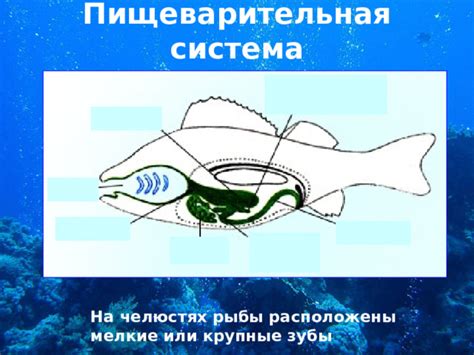 Размер влияет на количество съедобного мяса: крупные и мелкие рыбы