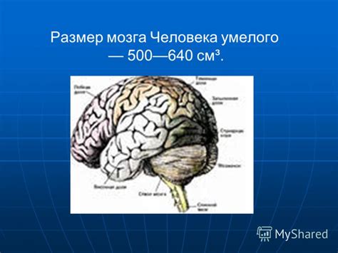 Размер мозга: мужчины превосходят женщин?