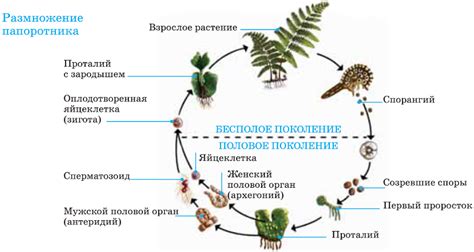 Размножение и жизненный цикл белуги