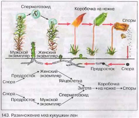 Размножение растений в аквариуме и рост мха