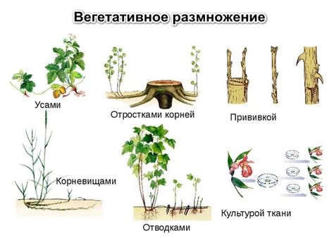 Размножение растения через побег