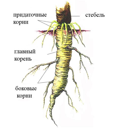 Разновидности корней