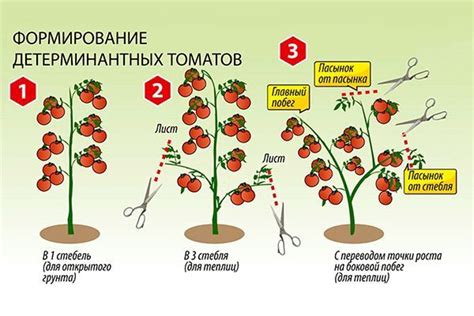 Разновидности помидор и их содержание капсаицина