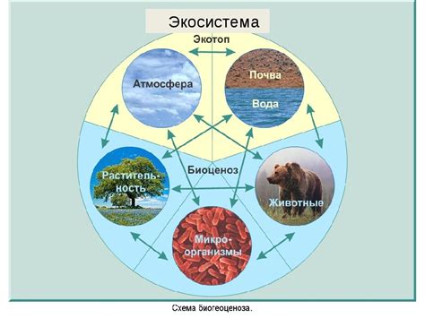 Разнообразие экосистем и их роль в природе