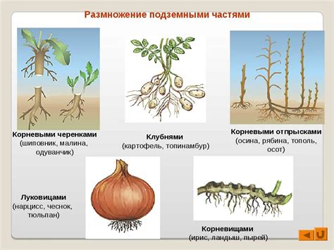 Разнообразные методы вегетативного размножения