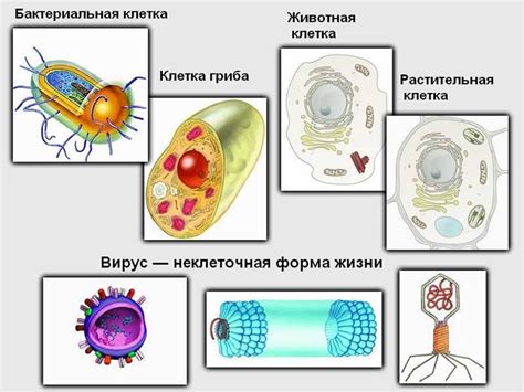 Разнообразные типы клеток