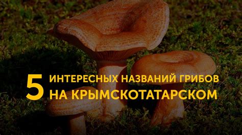 Разные уровни происхождения названий грибов