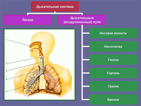 Разные физиологические функции органов у мужчин и женщин