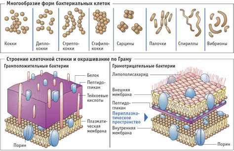 Разрушение клеточных стенок и подвергаемость сгущению