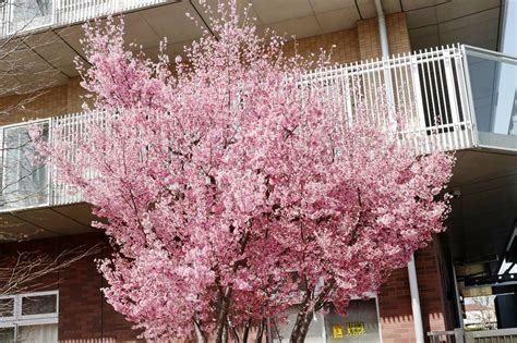 Раннее начало цветения и климатические изменения