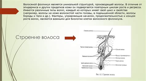 Распределение волос по телу