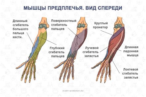 Распределение мышц в руке и длина пальцев