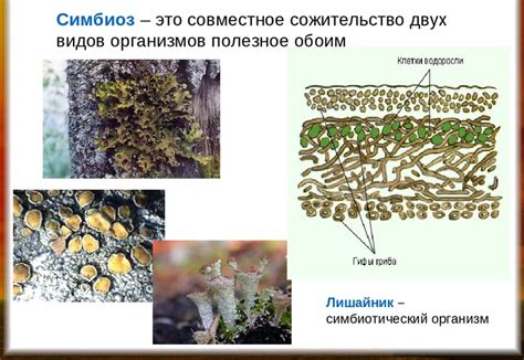 Распределение симбиоза в природе: от лесных массивов до парковых зон