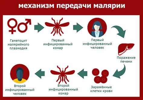 Распространение малярии через человека