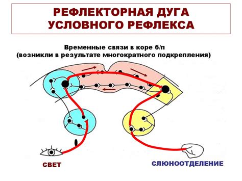 Распространенные безусловные рефлексы у различных видов животных