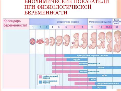 Рассмотрение длительности беременности