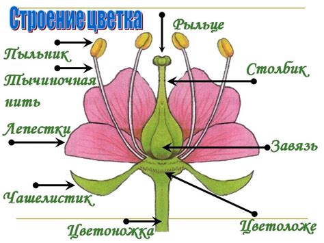 Растение и его структура