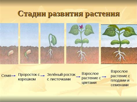 Растения как важнейшая основа жизни на Земле