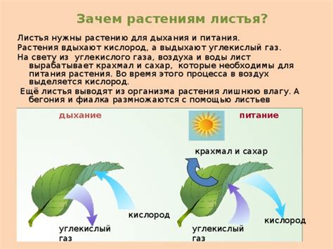 Растения получают кислород из воздуха через зеленый лист