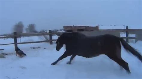 Расчеты скорости лошади в час