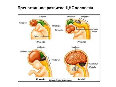 Реакция на развитие нервной системы