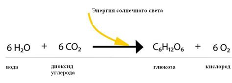 Реакция хлорофилла на окислительные процессы