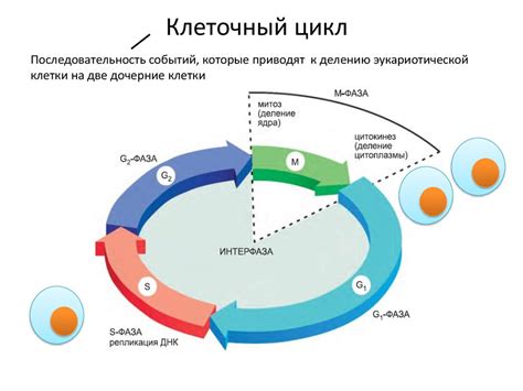 Регулирование клеточного цикла