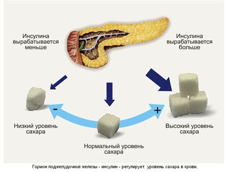 Регуляция глюкозы после еды