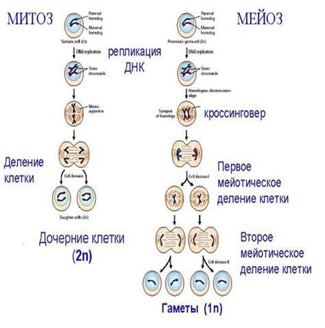 Регуляция митоза