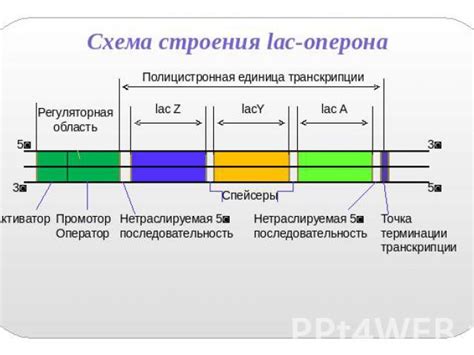 Регуляция оперона в различных условиях