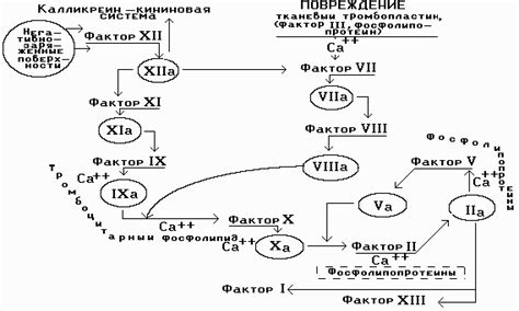 Регуляция процесса свертывания и его факторы