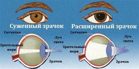 Регуляция размера зрачка