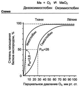 Результаты превращения оксимиоглобина-оксимиоглобина в миоглобин