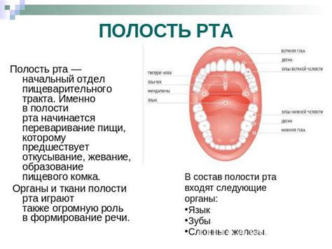 Роль, выполняемая железами во рту