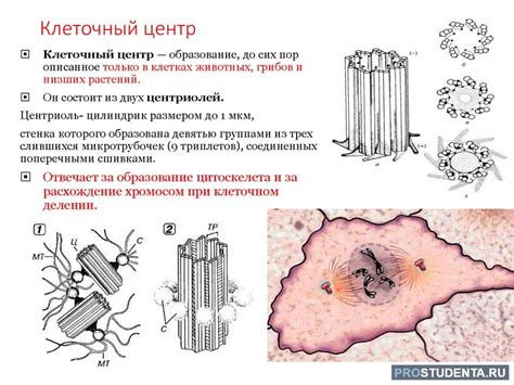 Роль антипараллельности в процессах клеточного деления